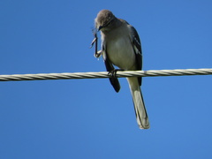 Mimus polyglottos image
