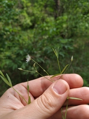 Stellaria hebecalyx