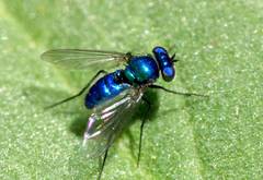 Condylostylus mundus