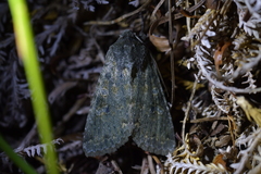 Ichneutica virescens