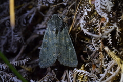 Ichneutica virescens