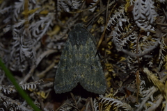 Ichneutica virescens