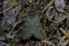 Ichneutica virescens
