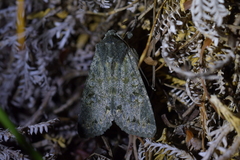Ichneutica virescens