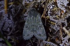 Ichneutica virescens