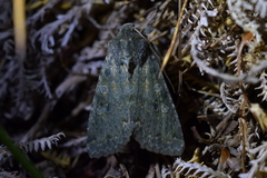 Ichneutica virescens