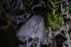 Ichneutica nullifera