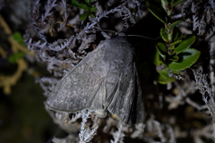 Ichneutica nullifera