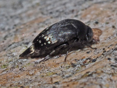 Curtimorda maculosa