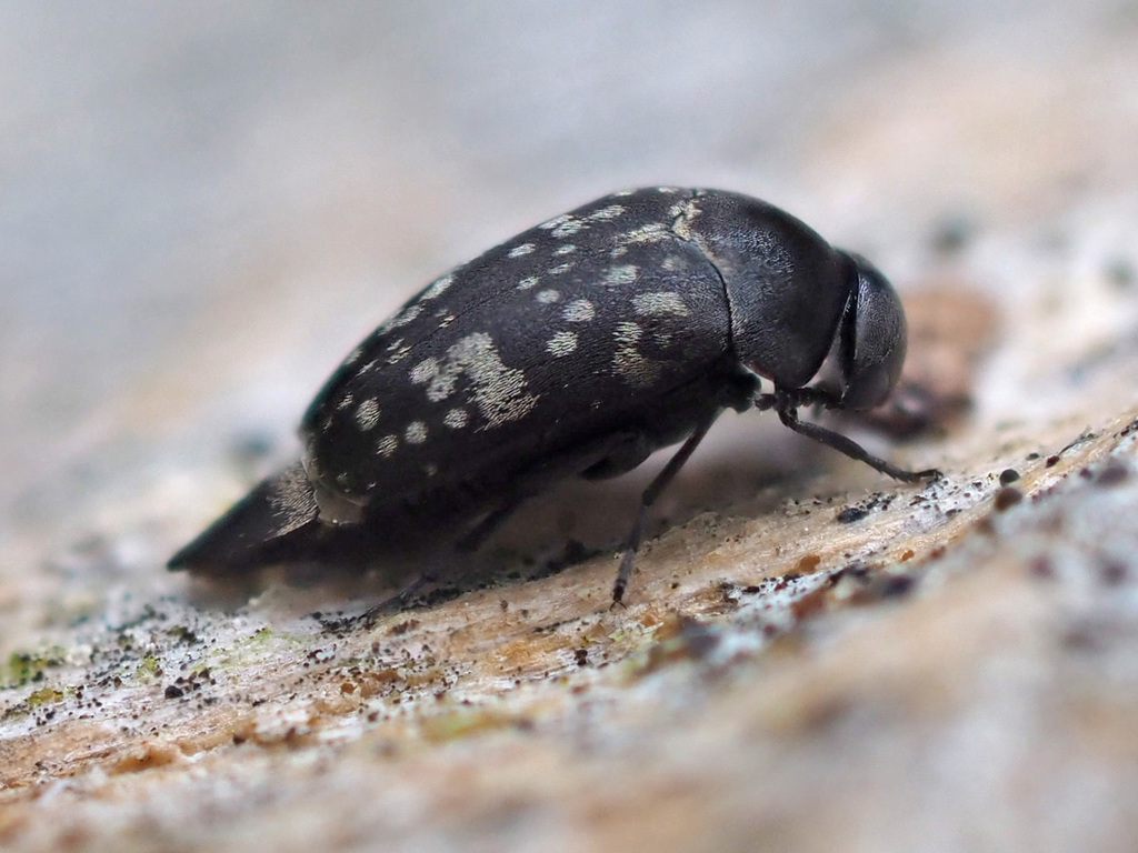 Curtimorda maculosa