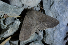 Ichneutica nullifera