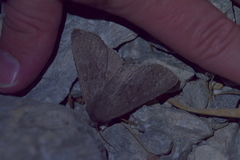 Ichneutica nullifera