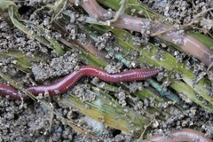 Eisenia