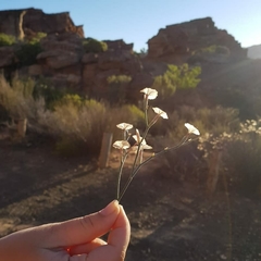 Limonium longifolium
