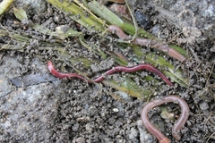 Eisenia