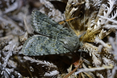 Ichneutica virescens