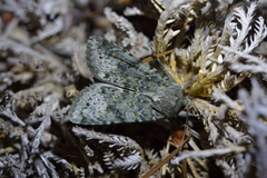 Ichneutica virescens