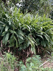 Alpinia galanga
