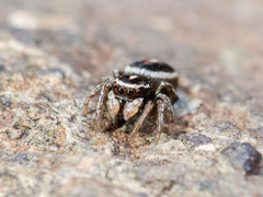 Attulus monstrabilis