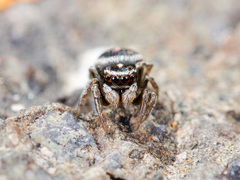 Attulus monstrabilis