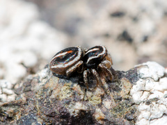 Attulus monstrabilis