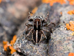 Attulus monstrabilis