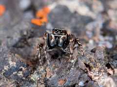 Attulus monstrabilis