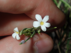 Ricinocarpos pinifolius