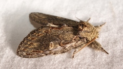 Peridea anceps