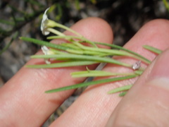 Ricinocarpos pinifolius