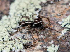 Attulus monstrabilis