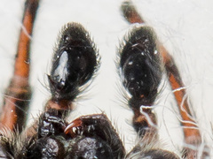 Attulus monstrabilis