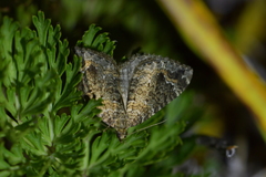 Hydriomena hemizona