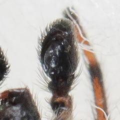 Attulus monstrabilis