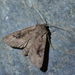 Ichneutica lindsayorum - Photo (c) Christopher Stephens, some rights reserved (CC BY-SA), uploaded by Christopher Stephens
