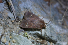 Ichneutica agorastis