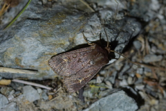 Ichneutica agorastis