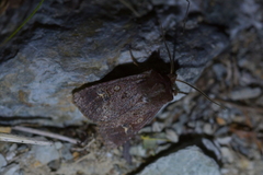 Ichneutica agorastis