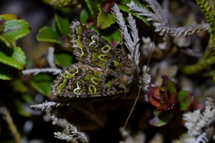 Ichneutica chlorodonta