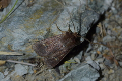 Ichneutica agorastis