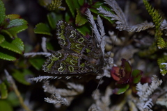 Ichneutica chlorodonta