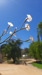 Limonium longifolium