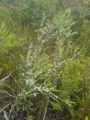 Leptospermum juniperinum