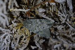 Ichneutica virescens