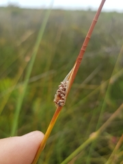Chorizandra cymbaria