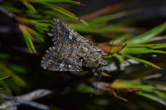 Ichneutica lithias