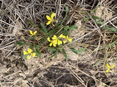 Goodenia heteromera