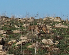 Canis aureus syriacus