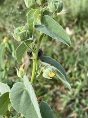 Abutilon austro-africanum