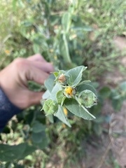 Abutilon austro-africanum